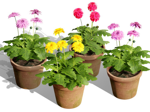 South African Glorious Patio Gerbera 3Dモデル