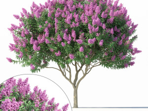 crape myrtle no 2 with flowers Modelo 3D