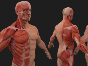 human anatomy full body muscular system and skeleton Model 3D