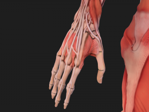 human anatomy full body muscular system and skeleton Model 3D
