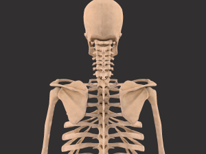 human anatomy full body muscular system and skeleton Model 3D