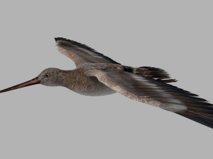 Snipe Bird Modelo 3D