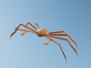 Crab 3D Модель