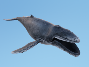 HumpBack 3D Модель