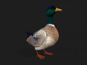 DuckA2 Modelo 3D