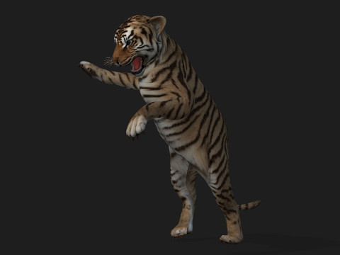 Tiger BaByA2 3D Model