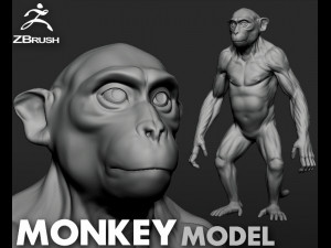 Monkey Model Modelo 3D
