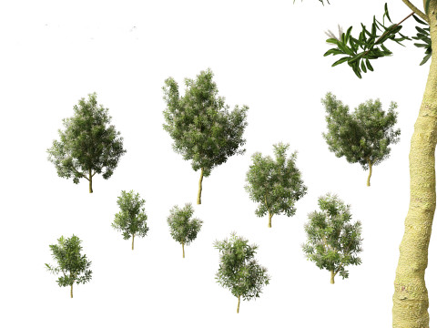 Darlingia Darlingiana - Silky Oak Modelo 3D