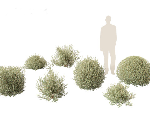 Correa alba - White Correa Modello 3D