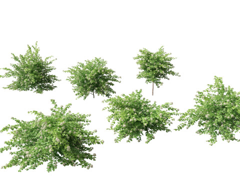 Physocarpus opulifolius - Common ninebark 3D-Modell