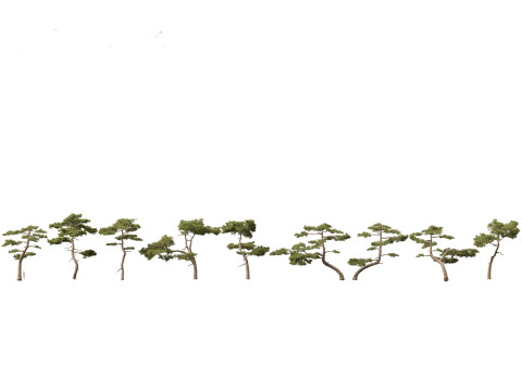 Pinus taiwanensis - the Taiwan red pine 01 Modelo 3D
