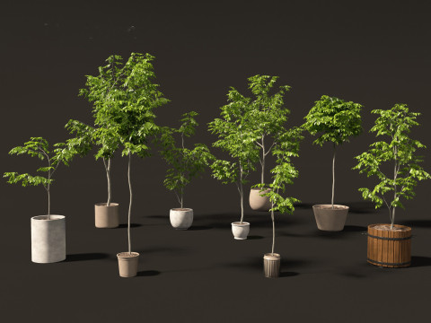 Robinia pseudoacacia - Black locust 04 3D Model