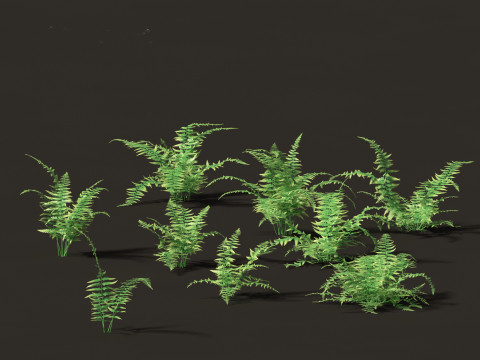 Microlepia strigosa -hay-scented fern 01 Modelo 3D
