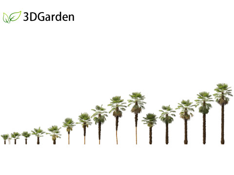 Trachycarpus fortunei - windmill palm 3D Model