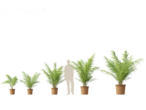 Dypsis lutescens - bamboo palm 3Dモデル