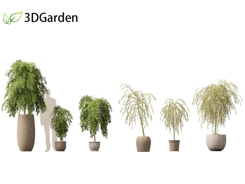 Salix caprea Goat willow 01 3D-Modell