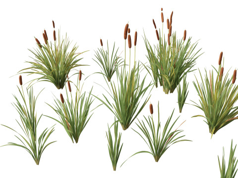 HighpolyLow Poly Typha orientalis - bulrush 3Dモデル