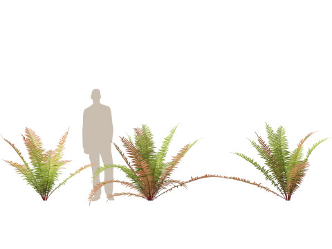 HighpolyLow Poly Telmatoblechnum indicum - Swamp water fern 3D Model