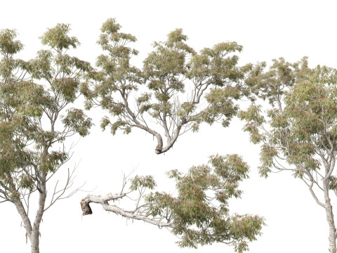 HighpolyLow Poly - Eucalyptus camaldulensis - River Red Gum 3Dモデル