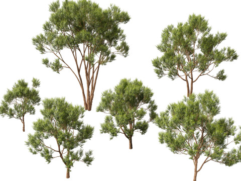 HighpolyLow Poly Eucalyptus robusta - swamp mahogany 3Dモデル