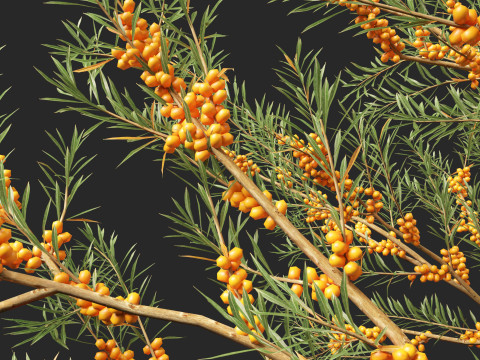 HighpolyLow Poly Hippophae rhamnoides - Sea buckthor 3Dモデル