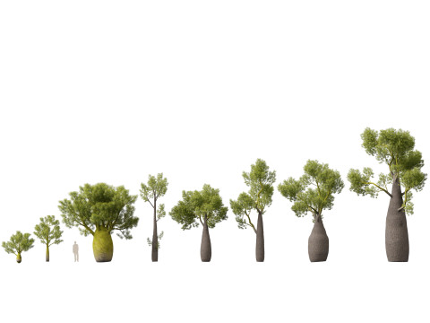 HighPolyLowPoly Brachychiton Rupestris Queensland Bottle Tree 3Dモデル