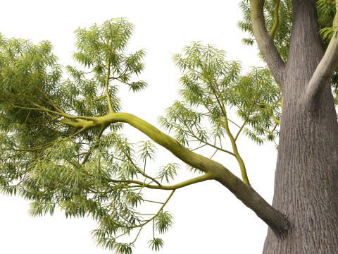 HighPolyLowPoly Brachychiton Rupestris Queensland Bottle Tree 3Dモデル