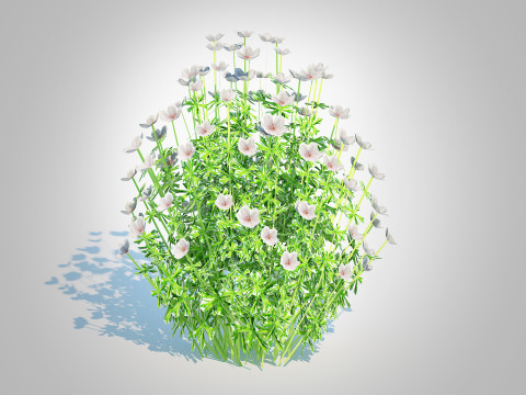 Geranium - white cranesbill Modelo 3D